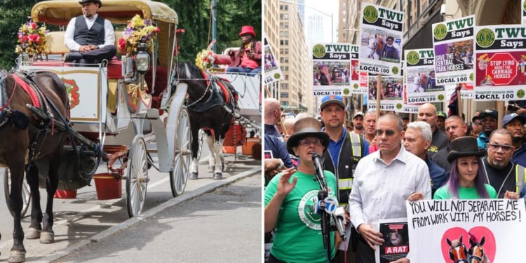 Central Park visitors support horse carriage rides, oppose NYC's ban: poll