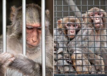 New Jersey man sentenced for serving as moneyman in monkey torture ring