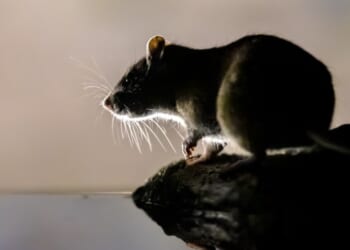 A new city has been crowned the 'rattiest' city in the US, according to annual rankings