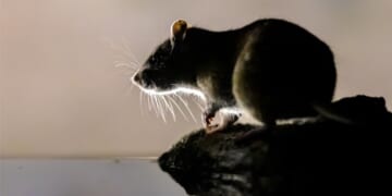 A new city has been crowned the 'rattiest' city in the US, according to annual rankings