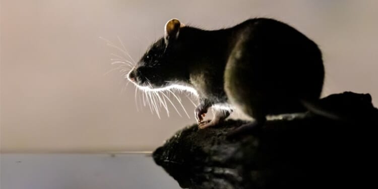 A new city has been crowned the 'rattiest' city in the US, according to annual rankings