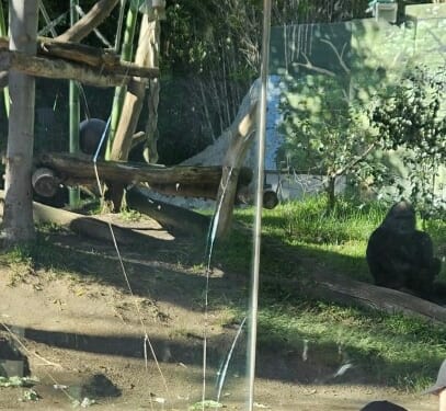 A gorilla at the San Diego Zoo broke a layer of protective glass in its enclosure on Saturday, zoo officials confirmed (PHOTO: Emily Holguin)