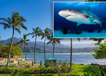 Shark attack has beachgoers in panic as popular Hawaii island goes on high alert