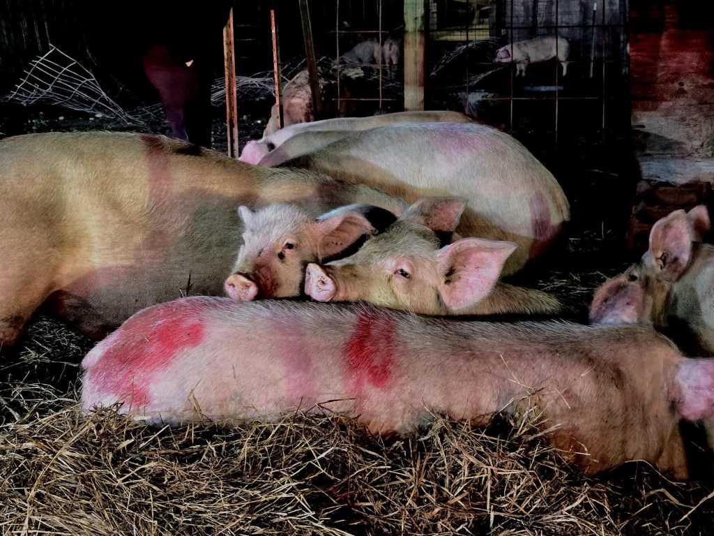 Pigs with red marks on their bodies lying in hay.