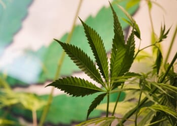 Federal action may end fight over intoxicating hemp products in Texas