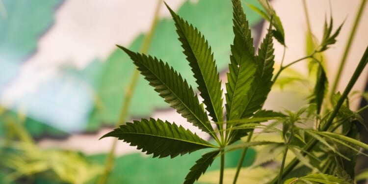 Federal action may end fight over intoxicating hemp products in Texas