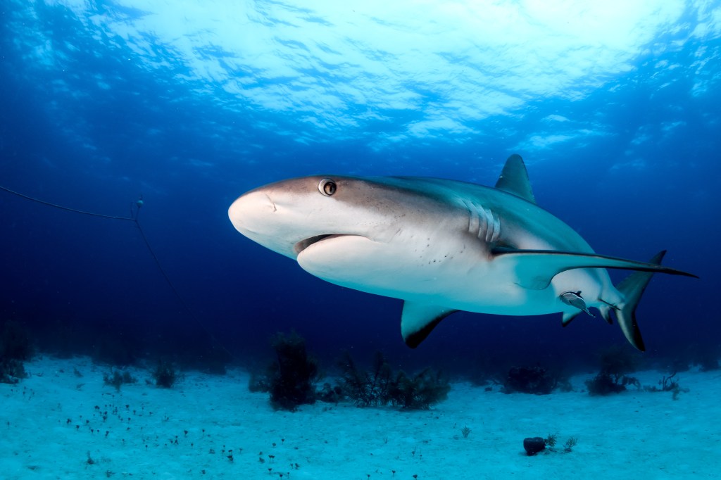 Reef shark swimming near the seabed in a tropical ocean.