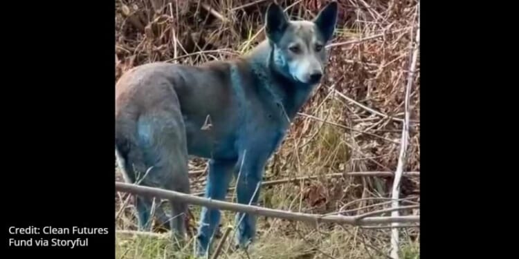 Watch: 'Blue dogs' seen roaming Chernobyl exclusion zone