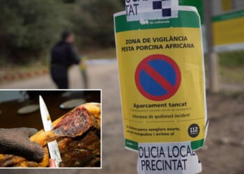 Spanish military sets up 'exclusion zone' to contain African swine fever