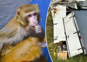 Monkey that previously escaped from Mississippi truck now sheltered in NJ wildlife refuge