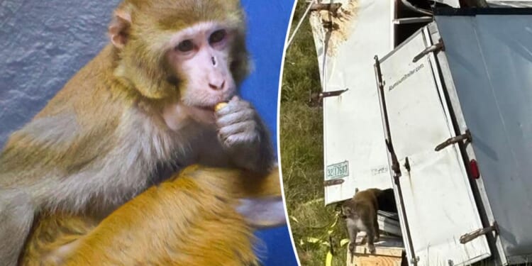 Monkey that previously escaped from Mississippi truck now sheltered in NJ wildlife refuge