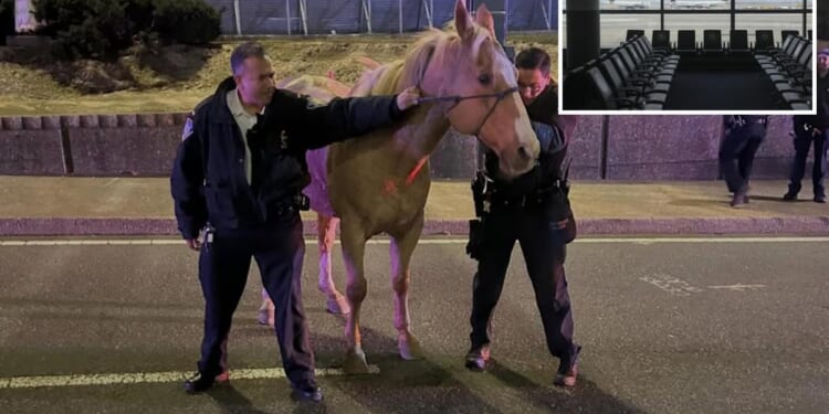 Runaway horse 'Sundance' dashes down highways near JFK Airport before safe capture: wild footage