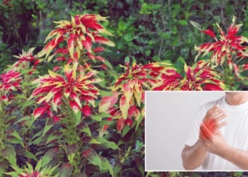 Traditional Brazilian plant shows unexpected strength against arthritis: research