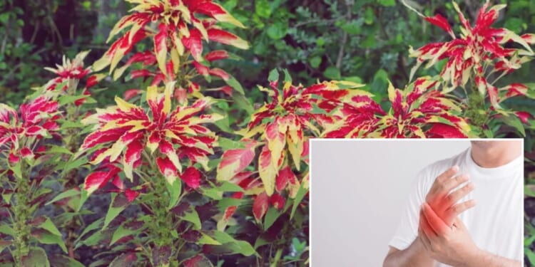 Traditional Brazilian plant shows unexpected strength against arthritis: research