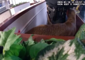 Long Island cops respond to bank robbery but find deer going wild inside: video