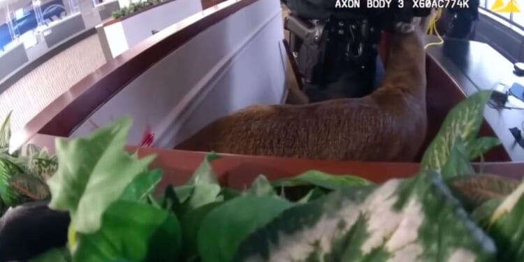 Long Island cops respond to bank robbery but find deer going wild inside: video