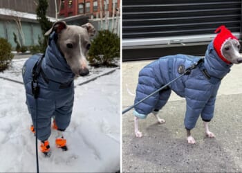 NYC dog goes viral for trying to walk in his new snow boots in adorable video: 'Send help'