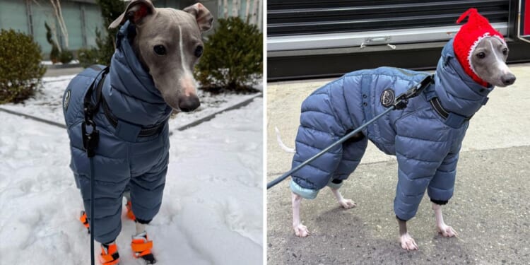 NYC dog goes viral for trying to walk in his new snow boots in adorable video: 'Send help'