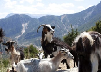 Feeling BAAAAAD? Minneapolis Official Invites Stressed Staff to ‘Healing Circle’ With ‘Therapy Goats’ – Twitchy