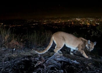 Man fought off a mountain lion weeks before a suspected fatal Colorado attack