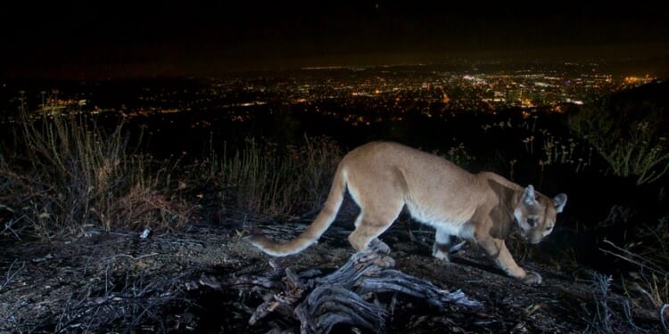Man fought off a mountain lion weeks before a suspected fatal Colorado attack