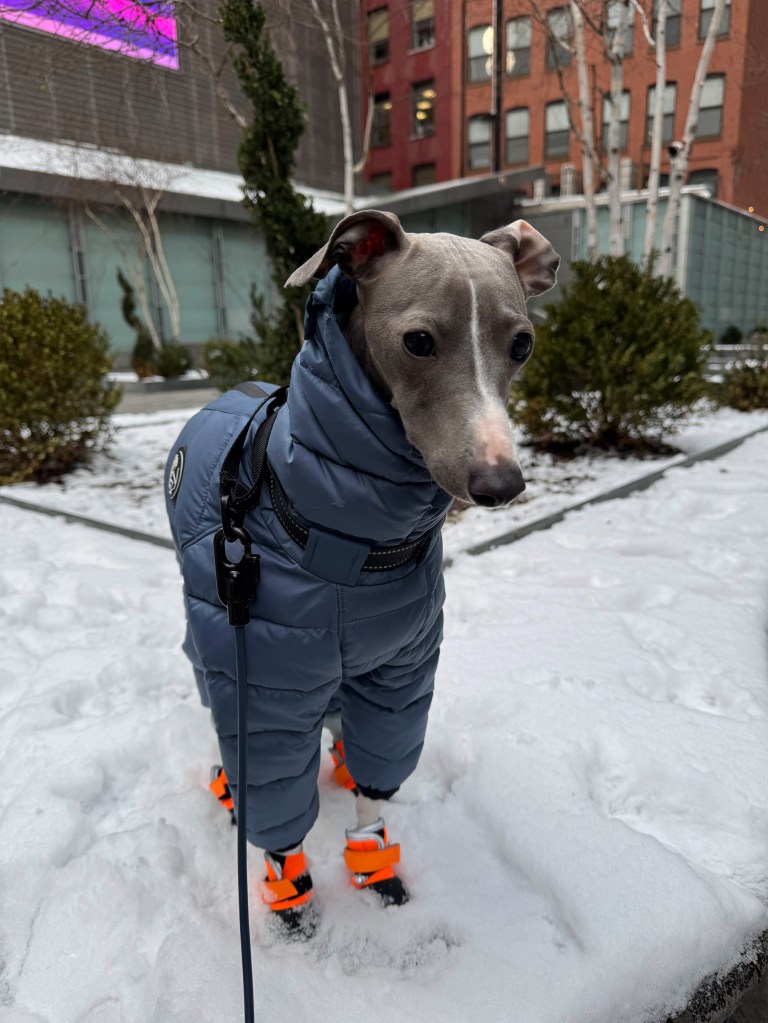 Greyhound dog, Greg, wearing a blue snowsuit and orange snow boots in New York City.