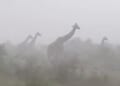 Viral video of giraffes in rainstorm stuns millions: 'They are so innocent'