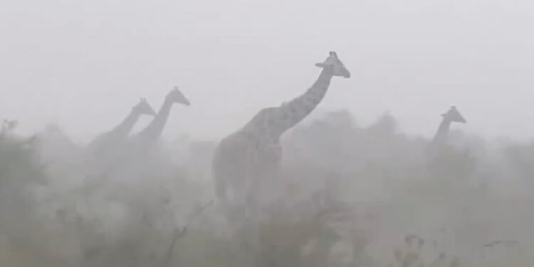 Viral video of giraffes in rainstorm stuns millions: 'They are so innocent'