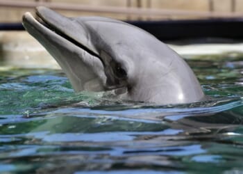 The Dolphin Apocalypse is Upon Us! ...Or This Dude is Just Hallucinating – Twitchy