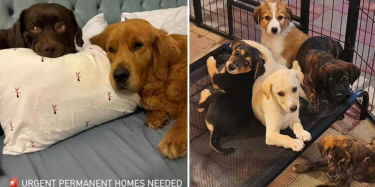 Sad note exposes the heartbreaking reality of animals in Dubai amid US-Iran war