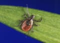 Pfizer's Lyme disease vaccine candidate shows promising results