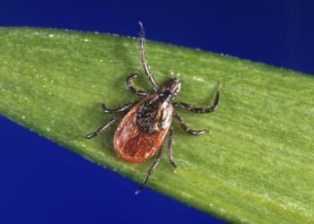 Pfizer's Lyme disease vaccine candidate shows promising results