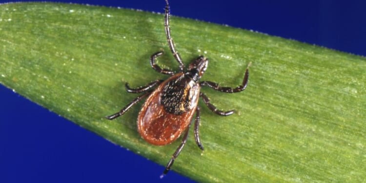 Pfizer's Lyme disease vaccine candidate shows promising results