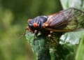 'Straggler' cicadas may appear this year: Here's where