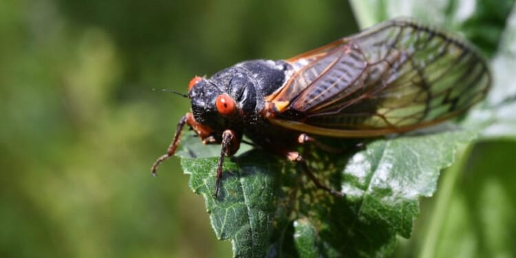 'Straggler' cicadas may appear this year: Here's where