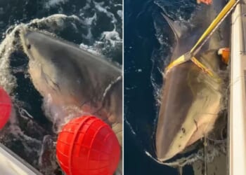 Largest male white shark 'Contender’s latest ping offers insight into how shark behaves