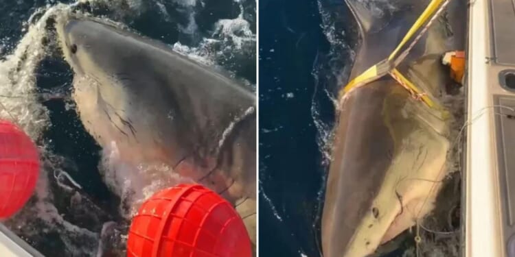 Largest male white shark 'Contender’s latest ping offers insight into how shark behaves