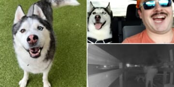 US Airman Andrew Beckham's dog, car stolen by Colorado house sitter while deployed overseas