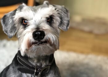 Is pet insurance worth it? A new study says yes