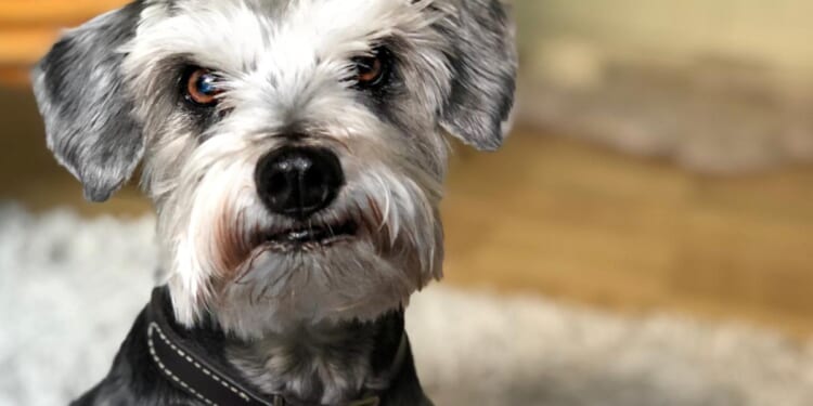 Is pet insurance worth it? A new study says yes