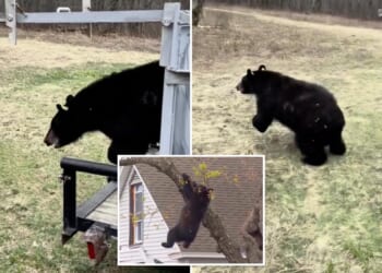 Tranquilized bear that fell from tree in Albany released back into the wild