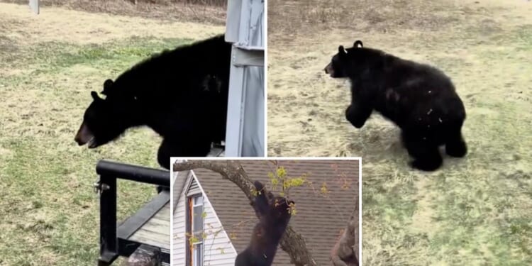 Tranquilized bear that fell from tree in Albany released back into the wild