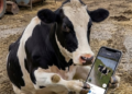 Google Street Values Your Privacy, if You're a Cow – Twitchy