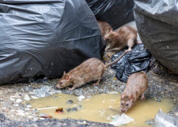 The Nation’s Capital Turns To Contraception In Its Never-Ending Battle Against Rats