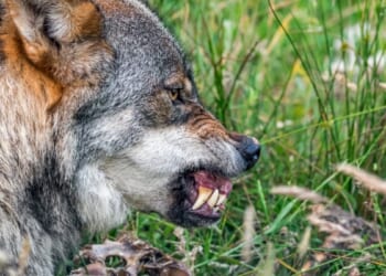 Toddler Injured By Wolf At Zoo As Parents Scrolled Their Phones