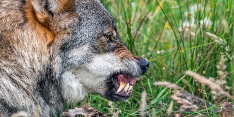 Toddler Injured By Wolf At Zoo As Parents Scrolled Their Phones