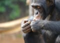 Violent split in chimpanzee group offers clues on roots of human conflict: Research