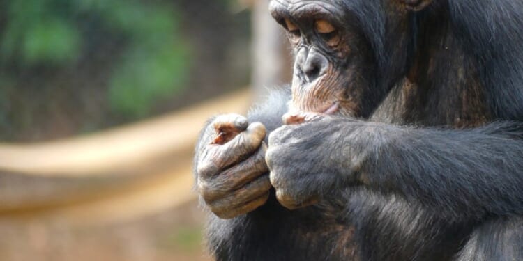 Violent split in chimpanzee group offers clues on roots of human conflict: Research