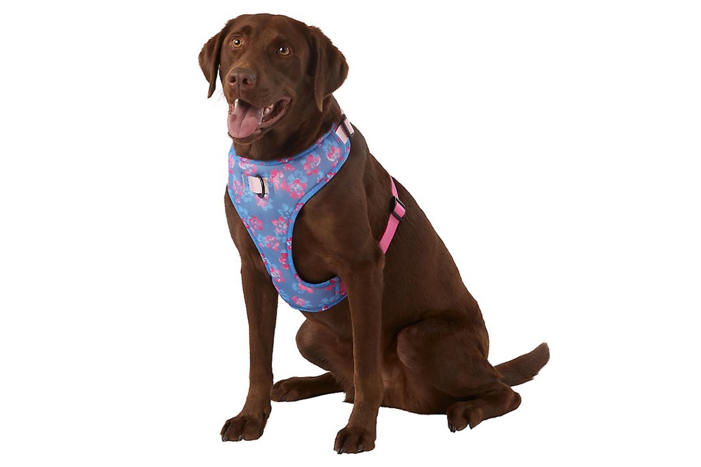 A chocolate lab