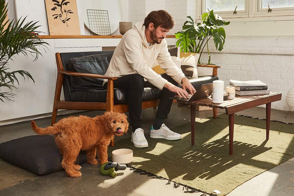 A brown dog looks at the camera whole a man works on a laptop in a living room 